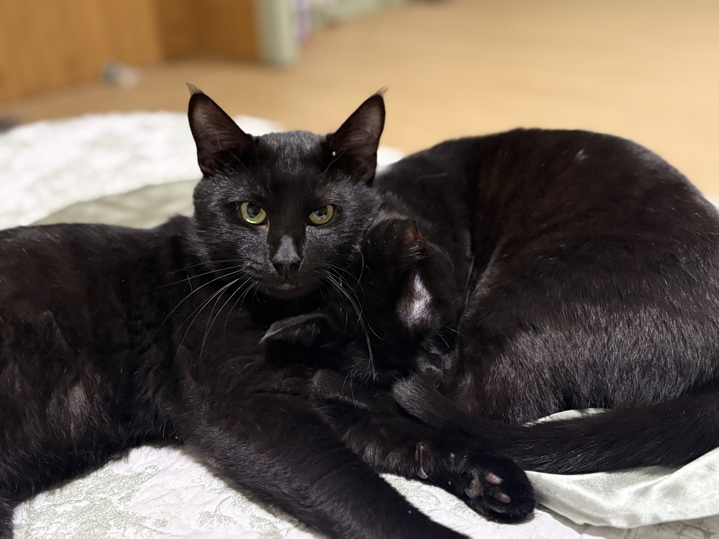 Binx & Salem, an Animal Ally