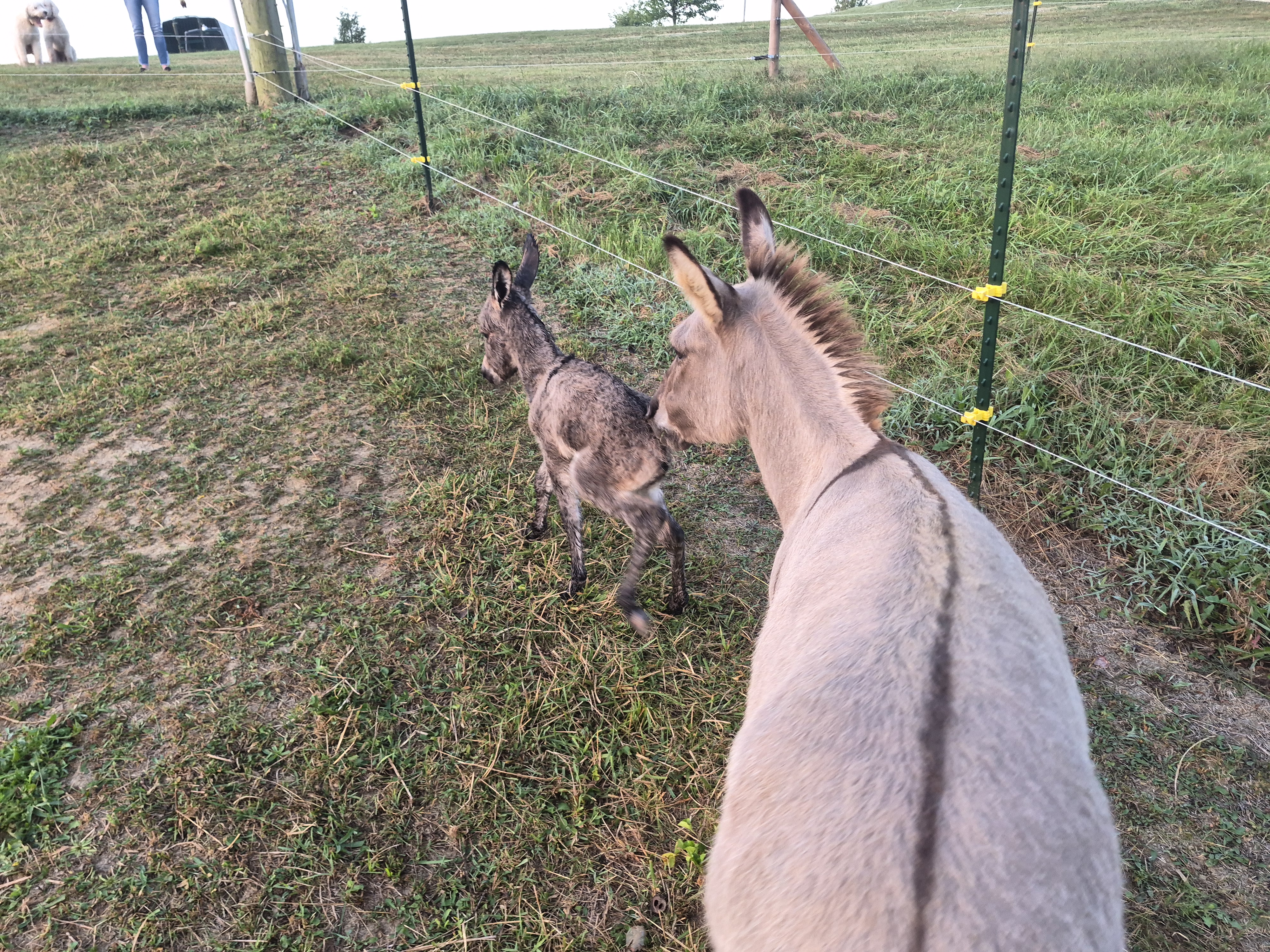 Dolly's First Day!