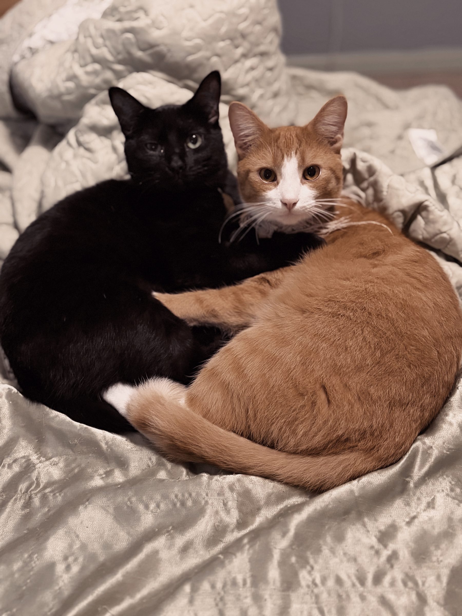 Salem & Castiel, an Animal Ally