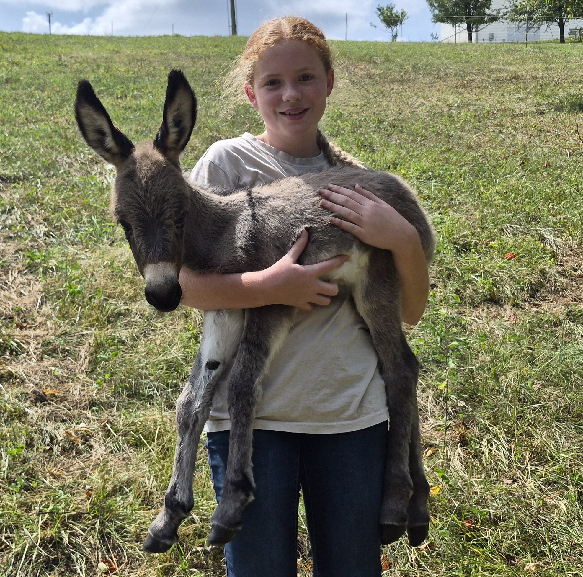 Dolly the newborn burro