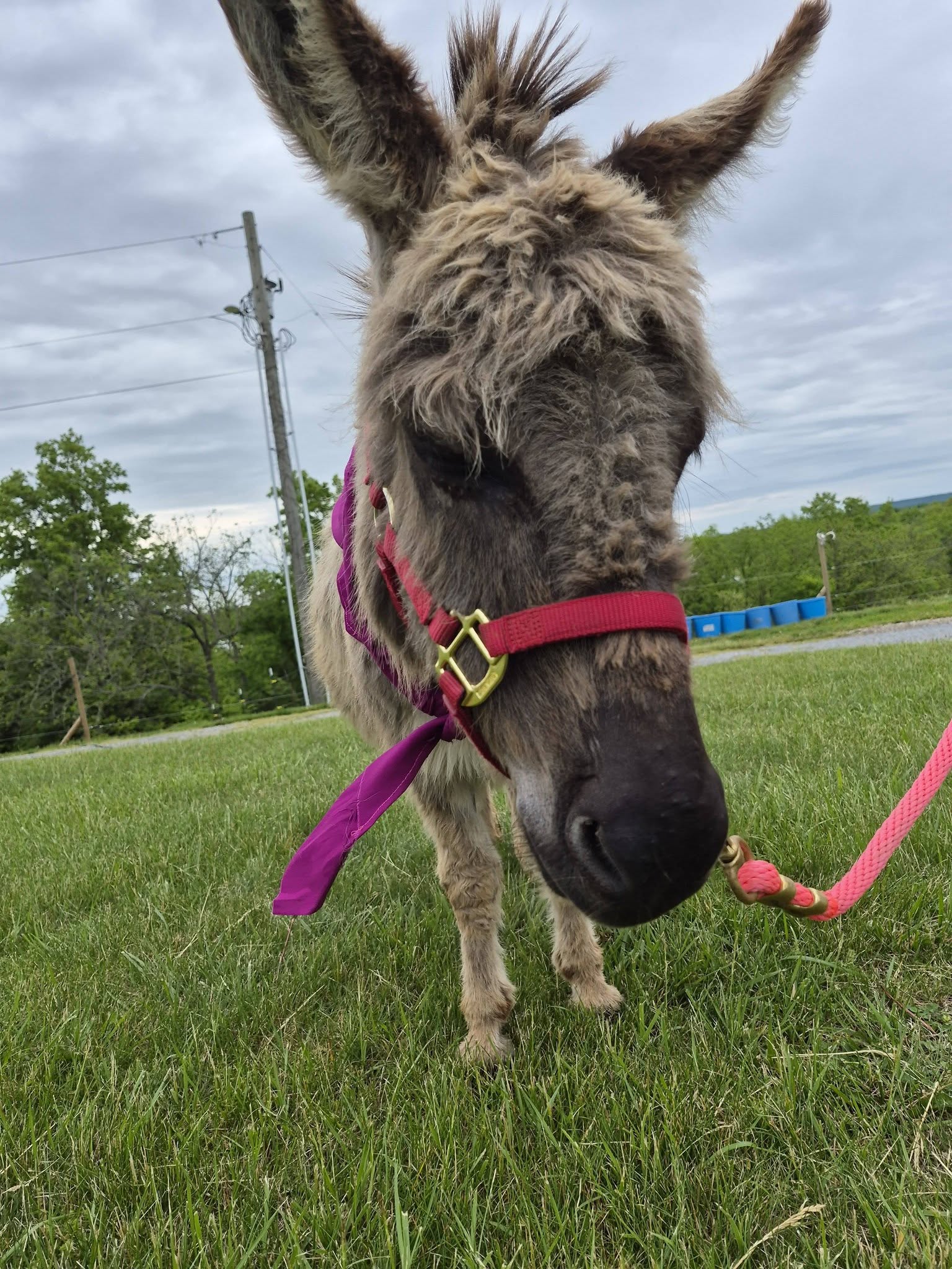Holly the sweet burro standing in the grass